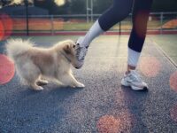 Girl being bitten on the leg by a dog.