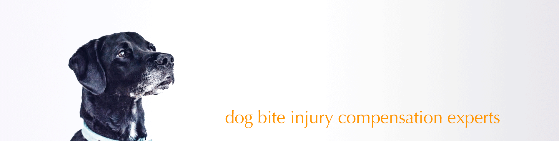 claim for dog bite - legal advice