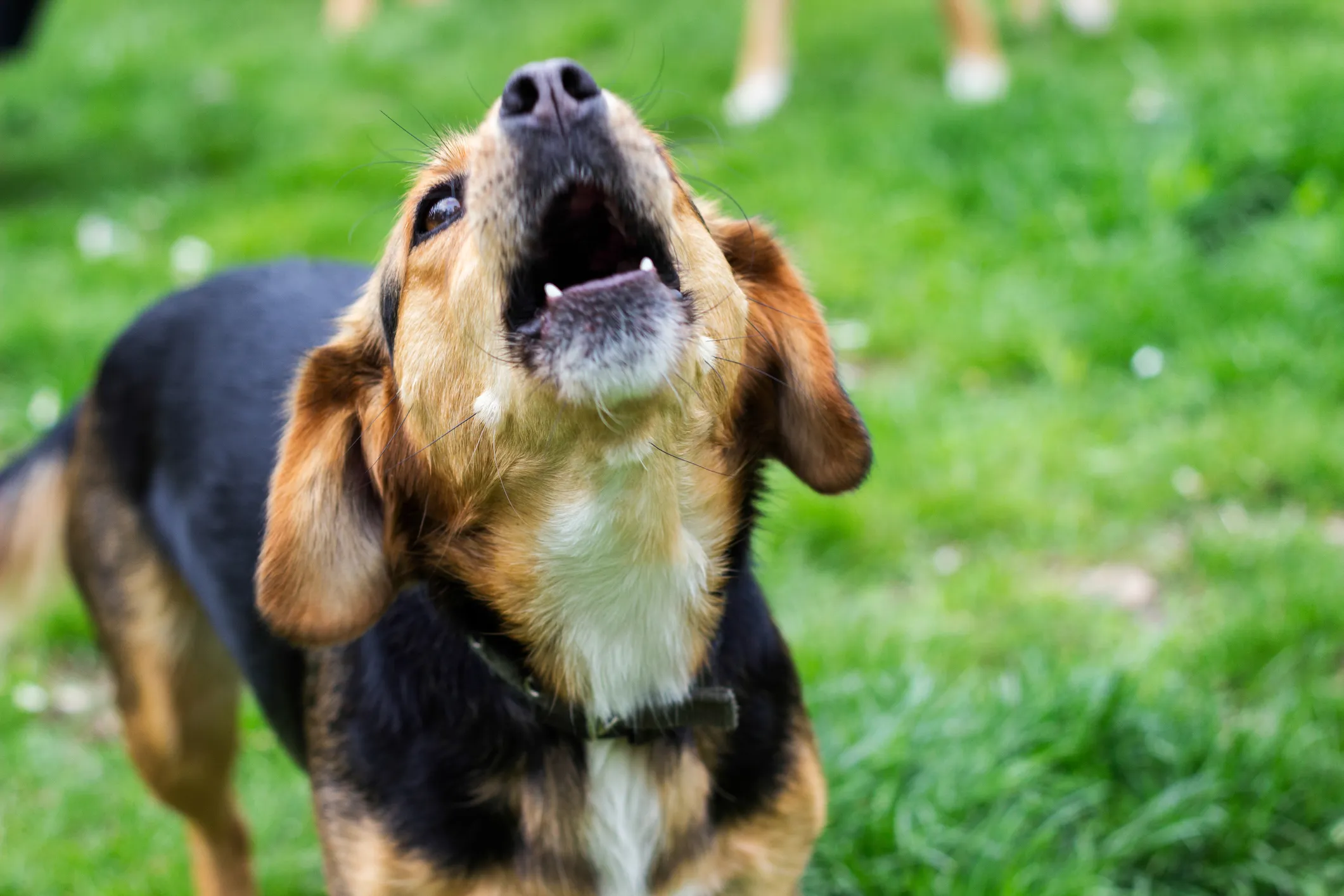 close up of dog barking