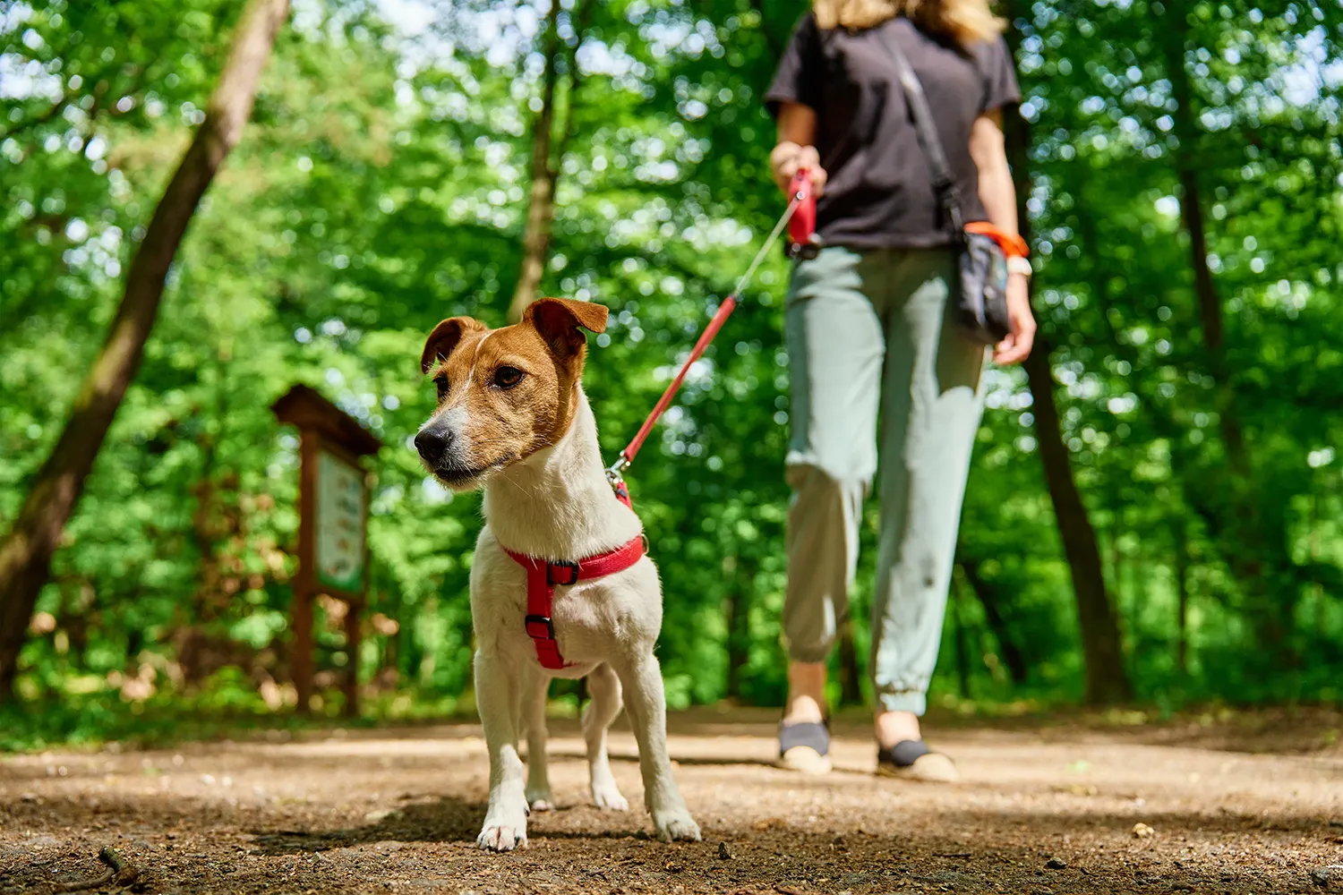 cica dog bite claims close up of a Jack Russell on a leash being walked through the woods