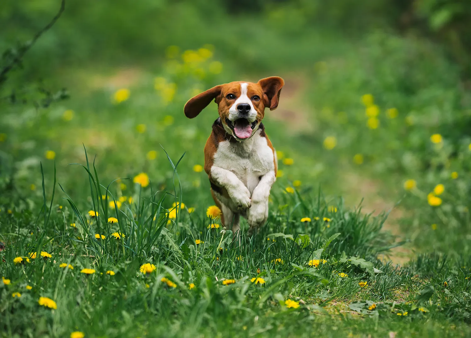 Small brown and white dog running through a field with dandelions
