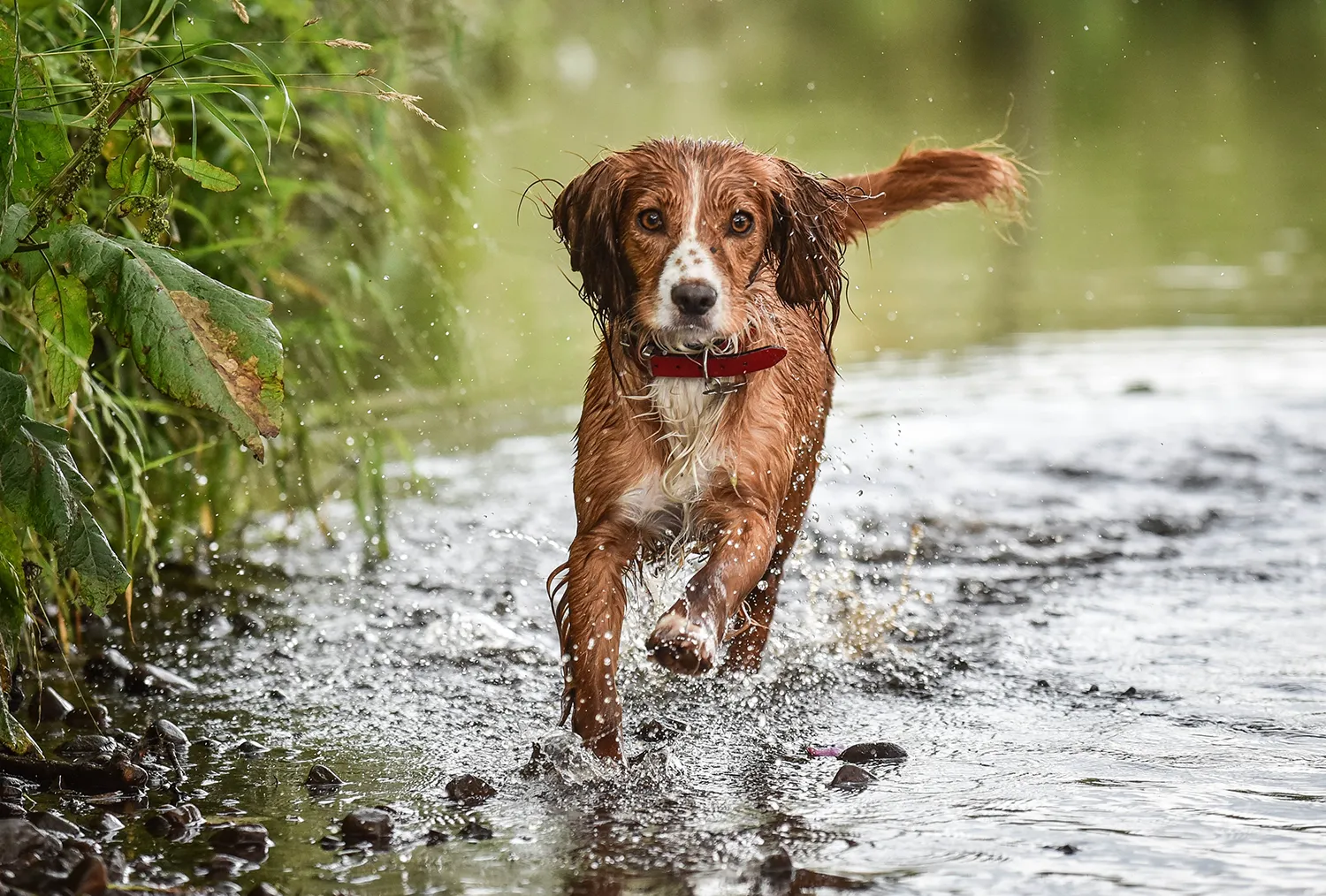 Welsh Springer Spaniel running through water