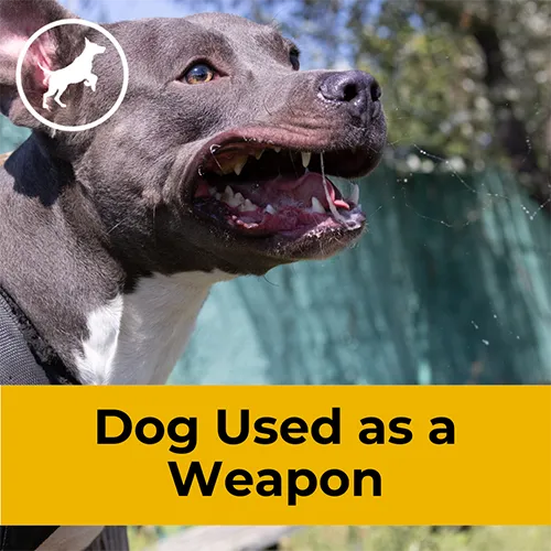 Dog used as a weapon