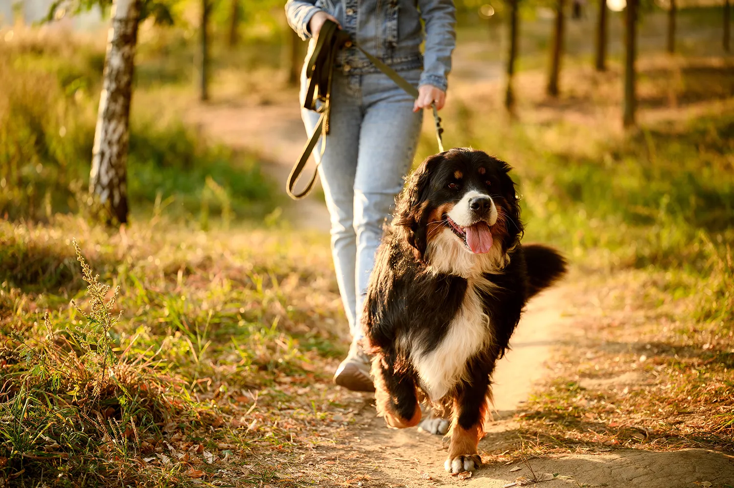 large dog being walked through the woods