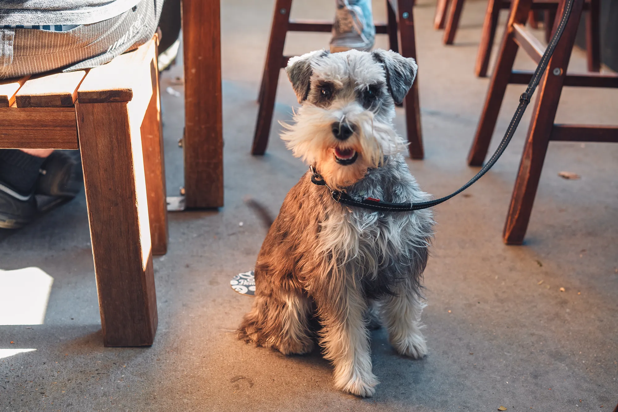 Miniature Schnauzer sat on the floor in pub