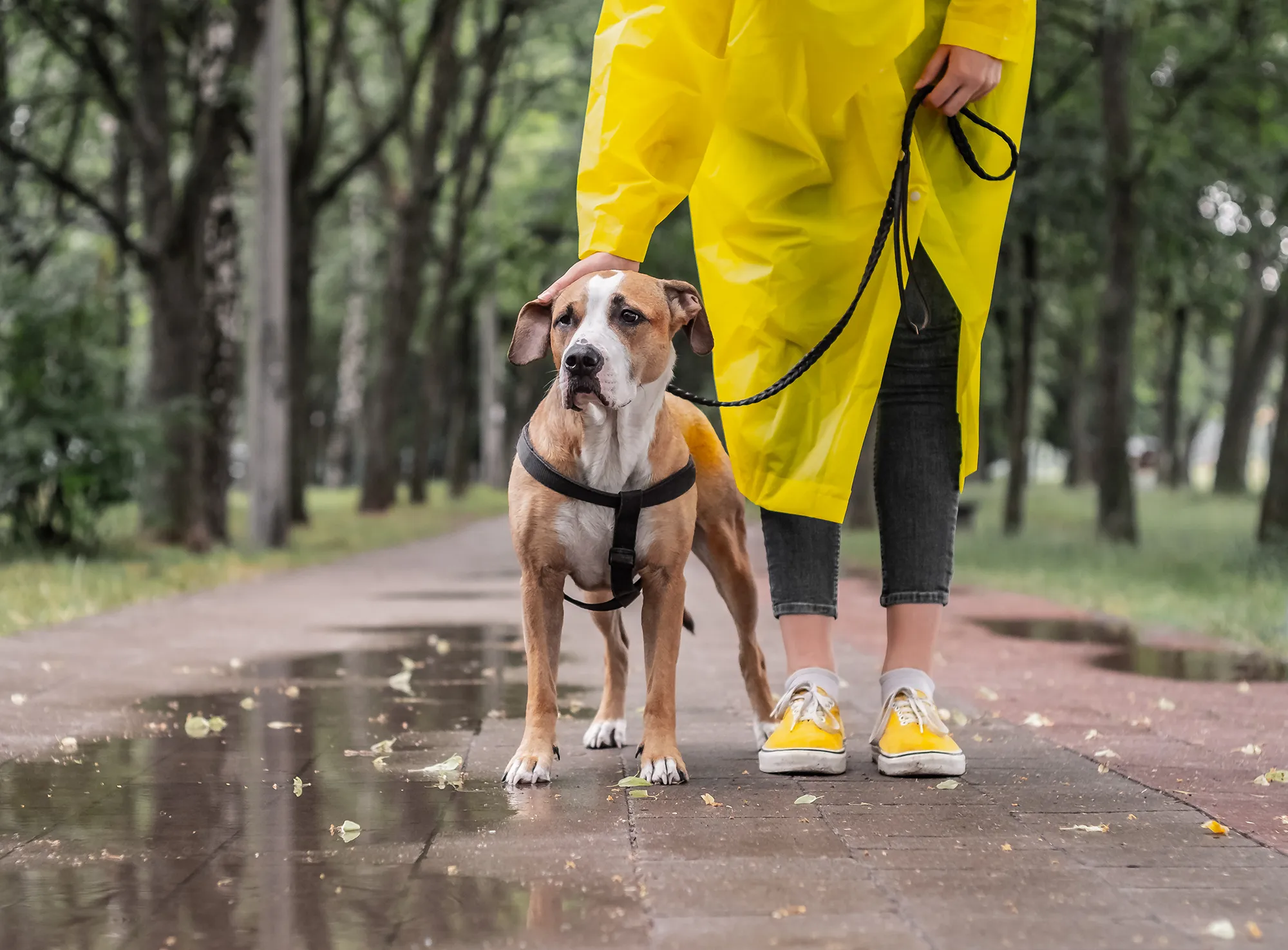 dog on a leash with its owner who is wearing a yellow raincoat