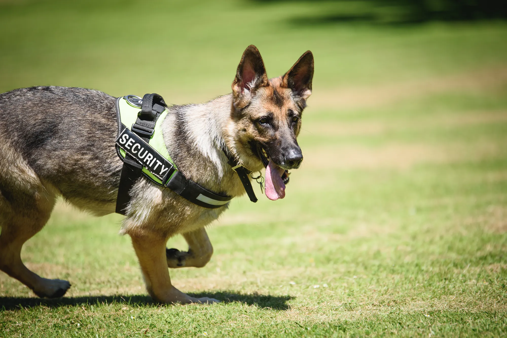 Close up of German Shephard security dog