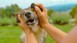 dog in summer