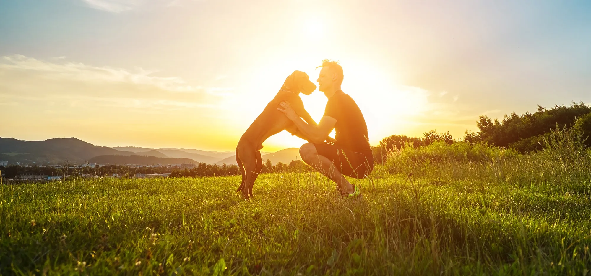 dog and owner in a field at sunset