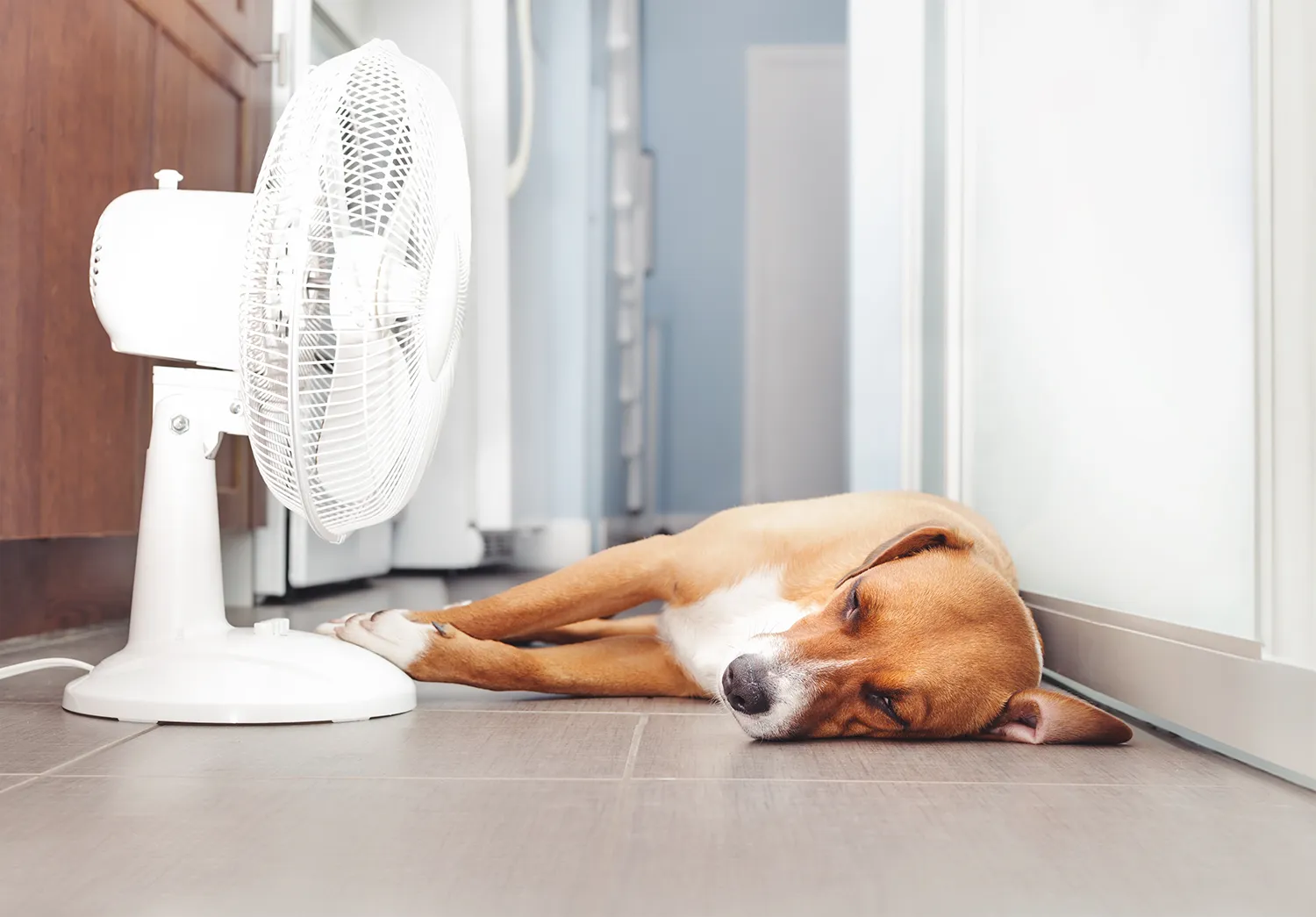 Dog lying in front of a fan