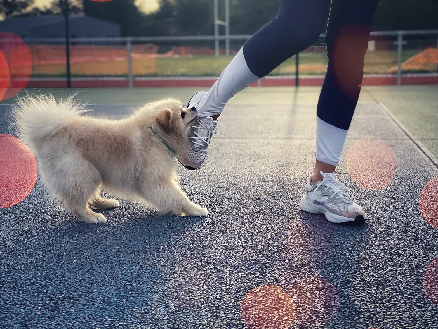 Girl being bitten by a small dog