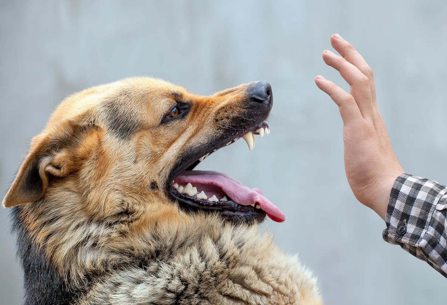 rabies risk in the uk from dog bite