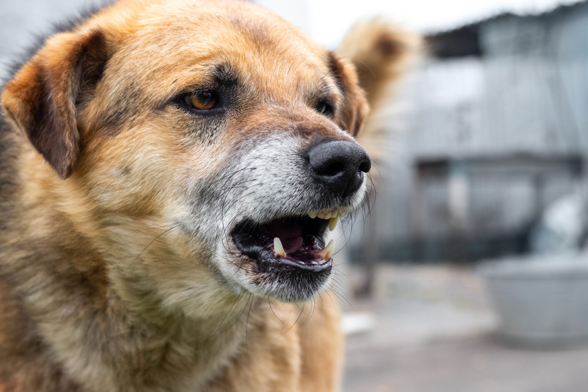 Aggressive,Dog,Barks,,Baring,Teeth.,Dangerous,Angry,Dog.